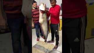 A boiled fish of large size || Fish hunting || Catching the big boal fish || #shorts #shortvideo