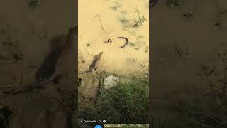 fight#snakes #snakesgames #bigfight #severalshots