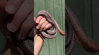 Beautiful Baird’s Rat Snake #bairdsratsnake #pantherophisbairdi #colubrid #snake #reptiles