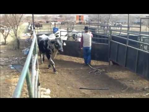 Bucking Bull Hauler