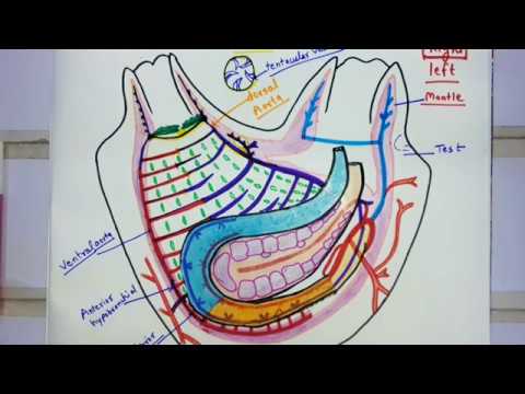 Blood Vascular System Of Herdmania