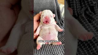 この男性が排水溝で溺れている小さな子犬を救出して、そして...