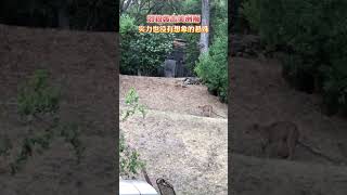 郊狼竟敢攻击美洲狮，两匹郊狼密切配合，形势并不让美洲狮占上风