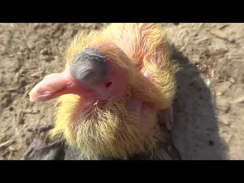 Cute Fresh Chick