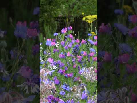 Simple - but essential - wildflower growing tip