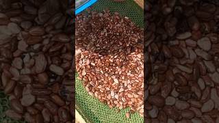 Drying cacao seeds #shorts @YouTube #1kcreator #agriculture #chocolate