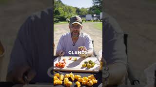Pepper X VS Carolina Reaper - Comparing the World’s Hottest Peppers.