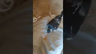 #song #music #bollywood #pigeon #love #kabutar #birds #arijitsingh