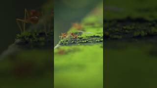Ant Life 🐜   #antlife #buglife
