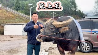 希望在施秉宏泰斗牛城的上空，再次听到余老师对克上王喊出