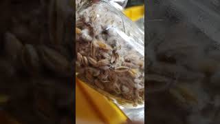 mycelium grain jar from transfer A #mycelium #mycology