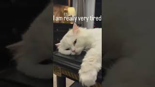 teacher's pov #shorts #viral
