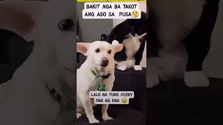 #fypyoutube #catanddog #funnyvideo #funny