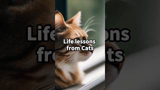 Life lessons from cats #kittywisdom #catknowledge