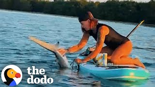 Paddleboarder Saves Shark With Fishing Rope Stuck In His Teeth | The Dodo