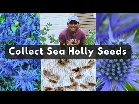 How To Collect Sea Holly Seeds | Save Harvest Eryngium Seeds