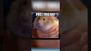 Rat Propaganda #vermintide2