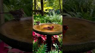 karenge pyaar sab Lekin nibhane kon aayegaa #video #short #lovesong #youtube #hindi song