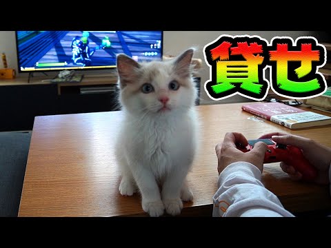 ゲームのジャマする子猫【フォートナイト】