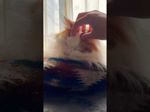 【目で求める猫】もう一回撫でてを静かに目で求めてくる猫🐈(Cat looking with eyes)#cat #catlover #猫のいる暮らし #ねこ #ねこのいる生活 #猫 #癒し