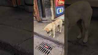 有谁知道这只狗狗的迷惑行为是啥意思，有必要考虑那么久吗？