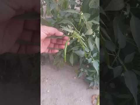 Mirchi ke podhe par kis mahine me mirch aati h
