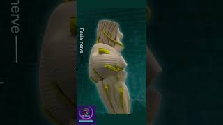 Brain Anatomy #shorts #brain