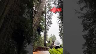 Can You Cut a Tree This Big? 😱