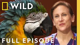 Gator-Aid (Full Episode) | Dr. K's Exotic Animal ER | Nat Geo Animals