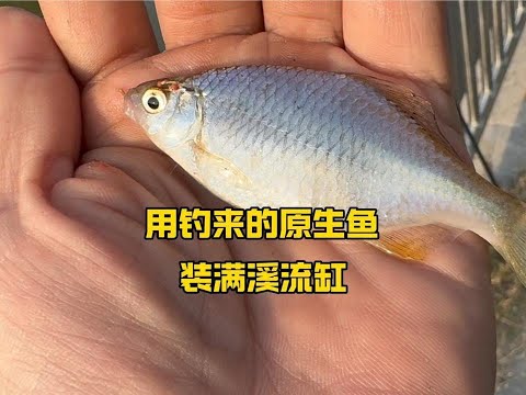 用钓来的顶级鳑鲏，装满新开的溪流缸#微物钓#野采原生鱼#鳑鲏
