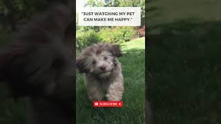 Why Animals Are More Motivational Than Humans #pets #motivation #animals #ytshort #viralshorts