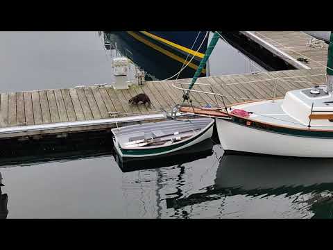 sea otters playing in a dinghy