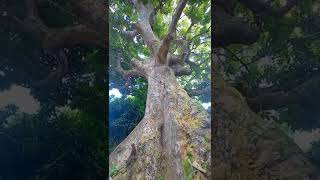 Pili nut tree🌳