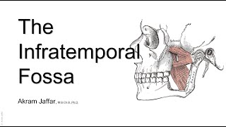 The infratemporal fossa