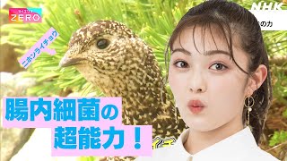 [サイエンスZERO] アニマル“腸”能力！腸内細菌が絶滅危惧種ライチョウを救う！？| NHK