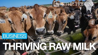 Raw Milk Sales Spike In Fresno | Check Out The Dairy Milking Operation At Raw Farm USA