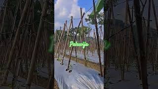 palawija cabai #fyp #video #viral #reels #trending #covermusic #perhutanan #palawija #perkebunan