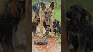 Mother Dog Blocks Deadly Cobra from Her Puppies! #dogvscobra #dogvssnake #junglelife