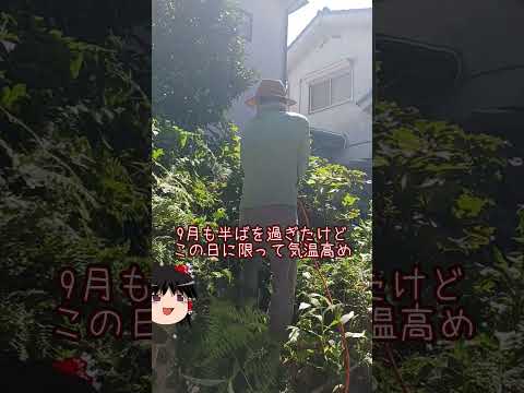 ニートが玄関の外に3歩だけ踏み出してみた【庭の植木開拓】 #shorts