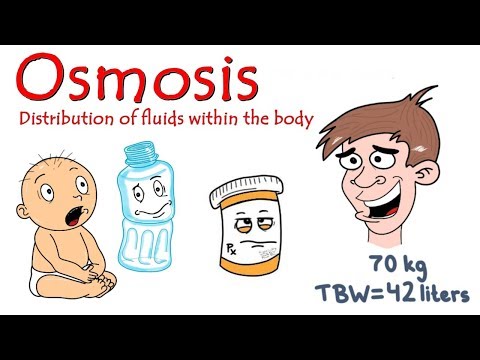 Osmosis. Distribution of fluids within the body