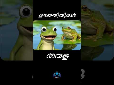 AI VIDEOS | EVS unit 1 | ഉഭയജീവികൾ - CLASS 4 #ecosystem #viral #viralvideo #aimalayalam
