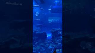 Ice World Inside Mall of Emirates & Dubai Mall Aquarium #iceworld #dubaimallaquarium #shortvideo