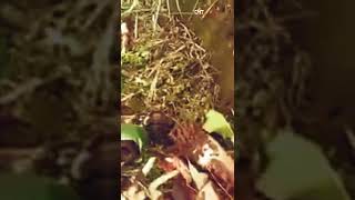 লামায় রেংইয়ুং ম্রো’র কলা বাগান কেটে দিয়েছে রাবার কোম্পানির দুর্বৃত্তরা