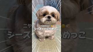 ニヤけたら負け👀シーズーにらめっこ‼️#犬 #犬のいる暮らし #愛犬 #わんこ #犬バカ部#シーズーlove#シーズー子犬#シーズー犬#シーズー大好き#シーズー多頭飼い#シーズーカット