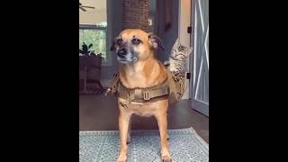 puppy and cat happy mood#short #youtube #dogvines