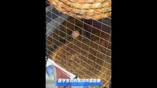 日常：学医如何实现鸡蛋自由 #创业赚钱 #努力搬砖 #临床医学 #养鸡#精神状态belike #学医哪有不疯的 #临床医学 #医学科普 #医学生