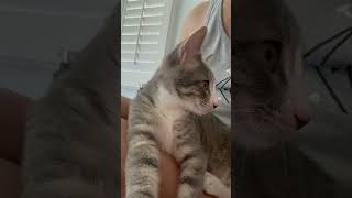 #fyp #funny #cat #cats #catshorts #viral #viralcats #catsoftiktok #viralshorts