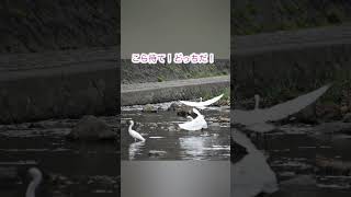 コサギ夙川でのバトルとヘルプ#コサギ #夙川 #野鳥 #naturelovers #birds #ヘルプ #バトル #優雅