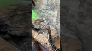Look at the Boa Bro 🐍#snake #snakeattack #boa #reptiles #snakevideo #anaconda #python #attack