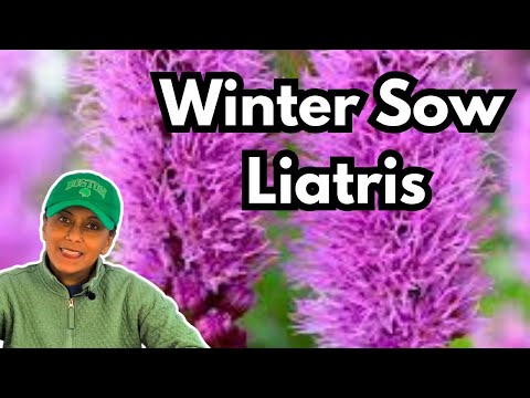 Grow Liatris From Seed | Winter Sowing | Perennial Garden HACK